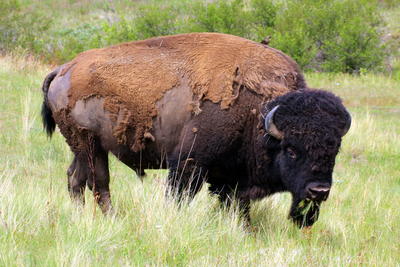 Single Bison grazing in pasture