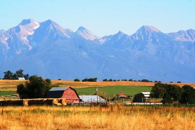 2 red barns with rows of stacks of round hay bales on a hillside with a mountain range in the background 